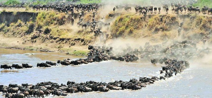 wildebeest Migration at Serengeti National Park - wildlife safari